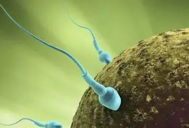 精子检查也就是精液质量检查