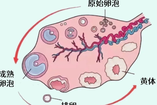 窦卵泡可促进卵泡生长发育