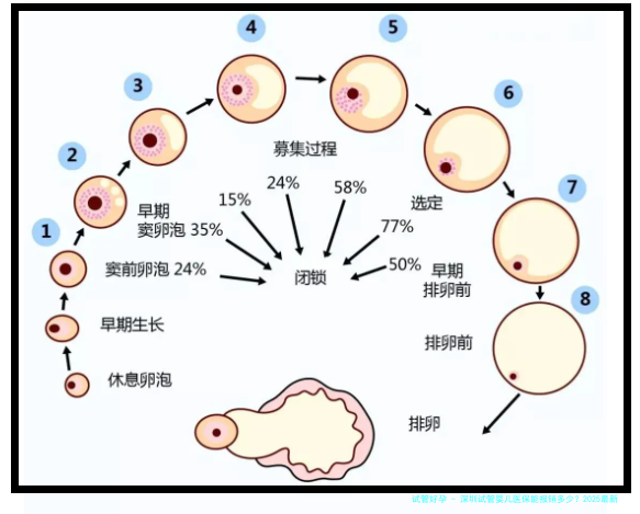 深圳试管婴儿医保能报销多少？2025最新政策解读及报销比例一览
