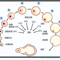 深圳试管婴儿医保能报销多少？2025最新政策解读及报销比例一览