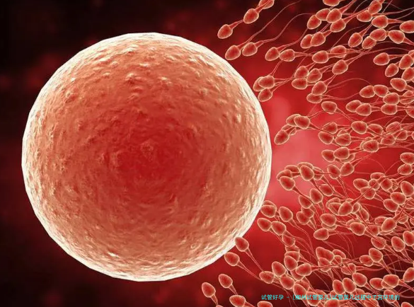 [柳州试管婴儿]试管婴儿过程中子宫环境的重要性