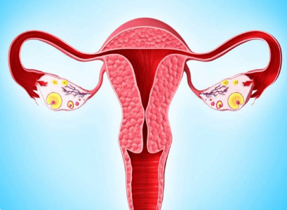 子宫内膜薄可耻丰富植物激素食物