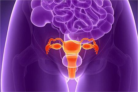 C型子宫内膜可以着床