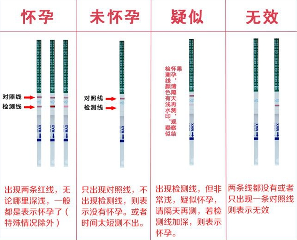 阳性是两条杠