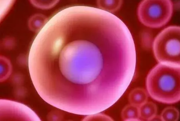 身体素质好的人怀双胞胎的几率大