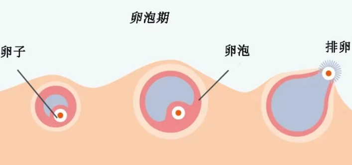 卵泡没破裂能怀孕吗