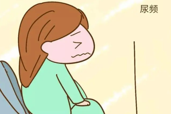 囊胚移植成功后会出现尿频