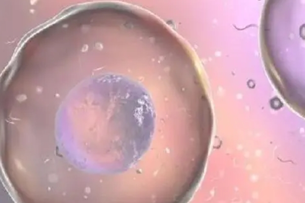 成功受孕取决于多种因素