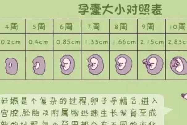 卵黄囊就是孕囊