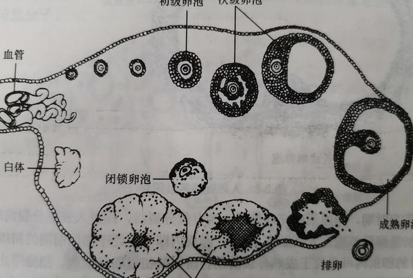 卵泡生长发育分为几个阶段