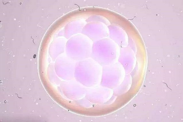 卵泡破裂24小时内同房容易受孕