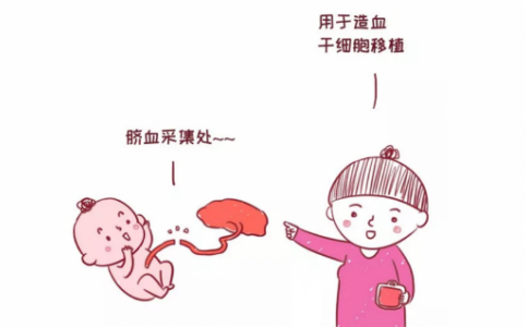 脐带血中含有造血干细胞
