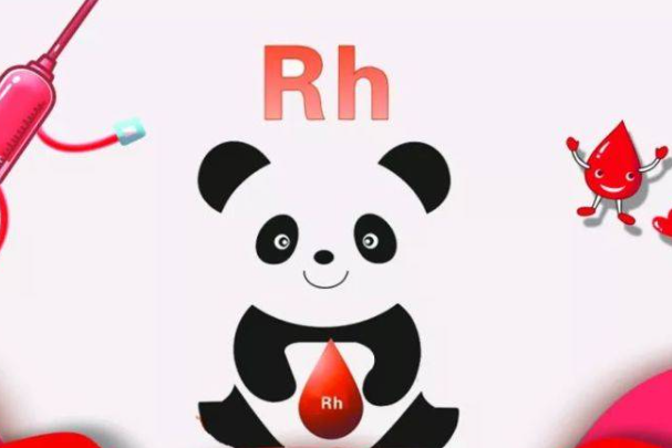 RH阴性血又叫熊猫血