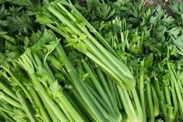 芹菜是碱性食物