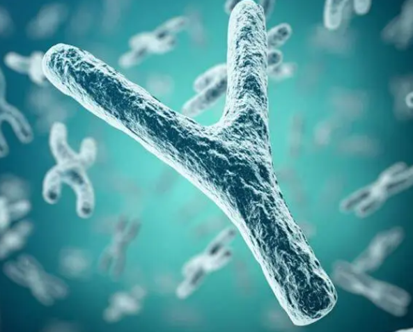 y精子是决定生男宝宝的因素