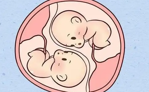 怀孕12周可以看单胎双胎