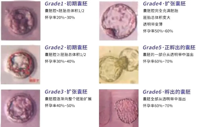 囊胚的发育分为六级