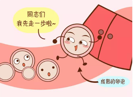 [没有优势卵泡是什么原因？影响怀孕吗？]