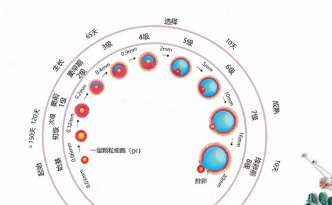 卵泡期一般分为三个阶段，卵泡期有可能怀孕吗？