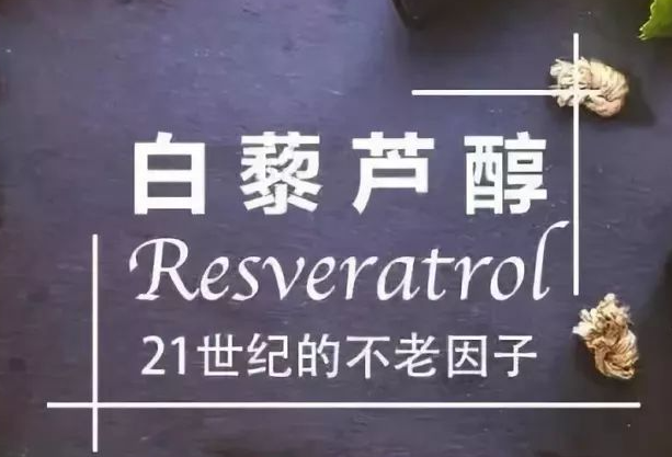 白藜芦醇可以促进卵泡发育