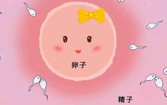 着床是指胚胎着床